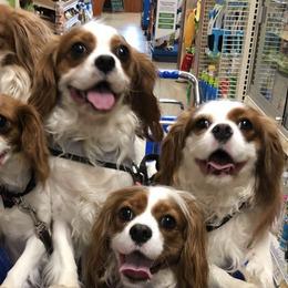 Cavalier King Charles Spaniels from Amie's Cavaliers