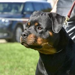 Zelda - Rottweiler