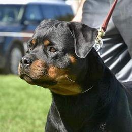 Zelda - Rottweiler