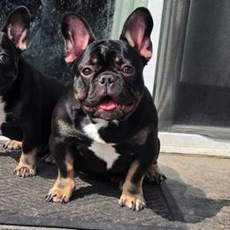 Darwin - Black and tan male French Bulldog puppy in Washington from Pawcific Coast Bullies