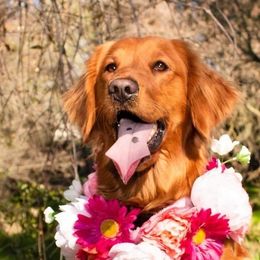 Golden Retrievers from Honey Bee Goldens
