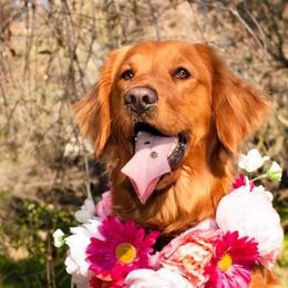 Golden Retrievers from Honey Bee Goldens