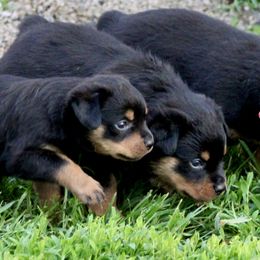 Rottweiler Puppies from Cross Creek Rottweilers