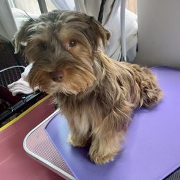 Mercy - Yorkshire Terrier