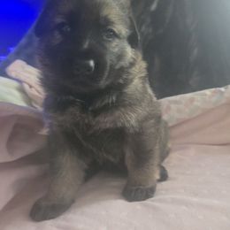 Pyra - Sable female German Shepherd puppy in Blackfoot, Idaho from Pheonix Farm