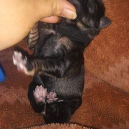 German Shepherd Puppies from Hacker Haus GSDs