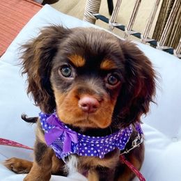 Chloe - Cavalier King Charles Spaniel