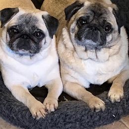 Pug All Grown Up from Ivyside Pugs