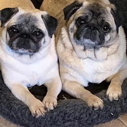Pug All Grown Up from Ivyside Pugs