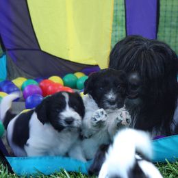 Schapendoes Puppies from Dream Star Schapendoes