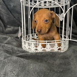 Pippin - Red male Dachshund puppy in Richwood, West Virginia from Wild and Wonderful Wieners