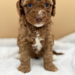 Light brown - Red male Australian Labradoodle puppy in Antelope, California from Adorable Labradoodle