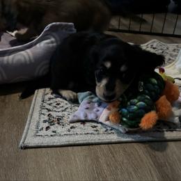 Princess - Black and cream female Dachshund puppy in Alabaster, Alabama from Doxies of Olympus