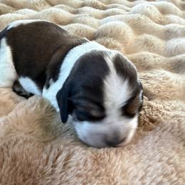 Villetta - Tri-Roan female English Springer Spaniel puppy in Aberdeen, Idaho from vom King-Charles