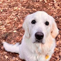 Golden Retriever All Grown Up from Vicki Wall's Golden Retrievers