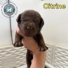 Citrine - Chocolate male Labrador Retriever puppy in Elloree, South Carolina from Moonlight Kennels LLC
