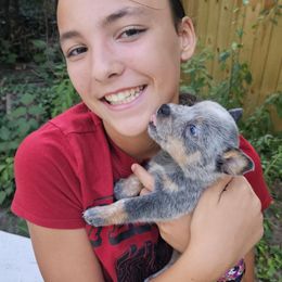 Australian Cattle Dog Puppies from North Woods ACD’s
