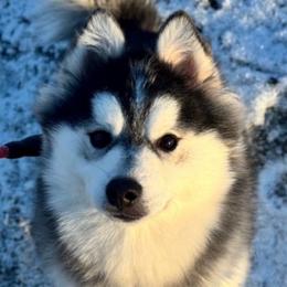 Theodore - Black and white male Pomsky puppy in Homer, Alaska from Vulpini Arctic Spitz