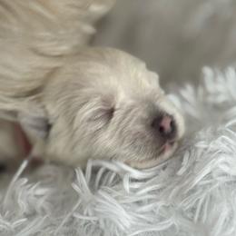 Cookie - White female West Highland White Terrier puppy in North Muskegon, Michigan from Bountiful Westies of West Michigan