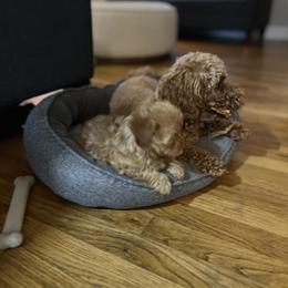 Goldendoodle and Maltipoo Puppies from Jessica's Maltipoo and Goldendoodle