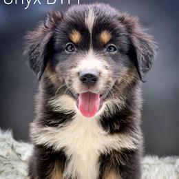 Onyx - Black tri-color male Australian Shepherd puppy in Petersburg, Indiana from Royal Aussie’s