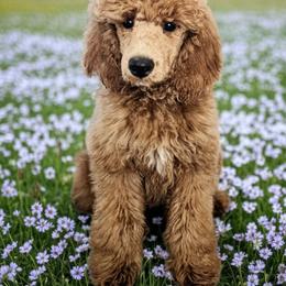 Poodle All Grown Up from Bella's Beauties Moyen Poodles