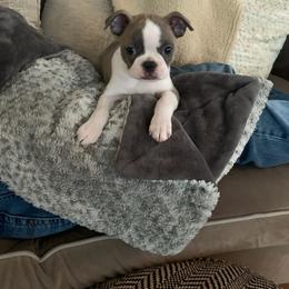 Boston Terrier Puppies from Twist of Faith Farms