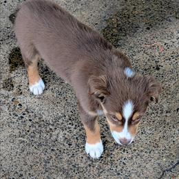Ruby - Red tri-color female Australian Shepherd puppy in Yamhill, Oregon from TLC Dream and Pureland Australian Shepherds