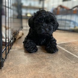 Havapoo Puppies from Legacy Farmstead