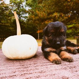 Solomon (red) - Black and red male German Shepherd puppy in Union City, Ohio from Heaven’s Angels