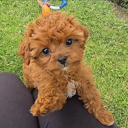 Petunia - Red female Cavapoo puppy in Blackfoot, Idaho from Rocky Desert Goldens and Cavaliers