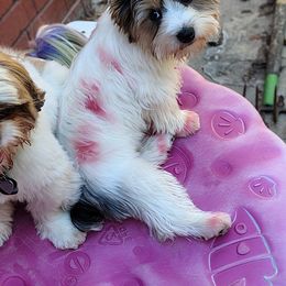 Mabel - Yorkshire Terrier