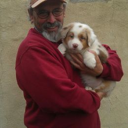 Australian Shepherd Puppies from Triple MMM Kennel