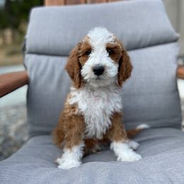 Jeb - Red  male Goldendoodle puppy in Eugene, Oregon from Dbos Furry Friends