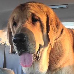 Maddie - Spanish Mastiff