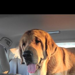 Maddie - Spanish Mastiff