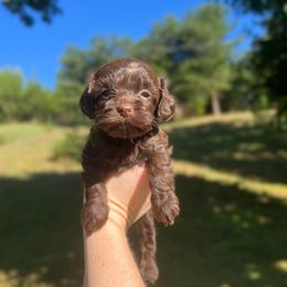 Peanut - Brown female Cockapoo puppy in Albany, Kentucky from Windy Pines Farm