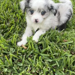 Toy Australian Shepherd Puppies from Toy Aussies of Kingwood