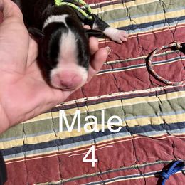 Boxer Puppies from Abney’s Boxers of Bowling Green