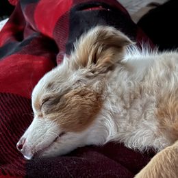 Miniature Australian Shepherds and Toy Australian Shepherds from A2A Aussies