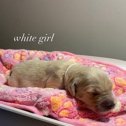 Golden Retriever Puppies from Sweeter Than Honey Golden Retrievers, LLC.