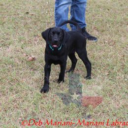 Beth  (Lady Katherine) - Black female Labrador Retriever puppy in Liberty Hill, Texas from Mariani Labrador Retrievers