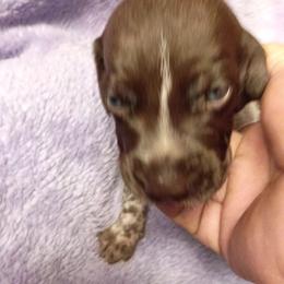 Blue - Liver roan male German Shorthaired Pointer puppy in Marble, Florida from Dancin' German Shorthaired Pointer's