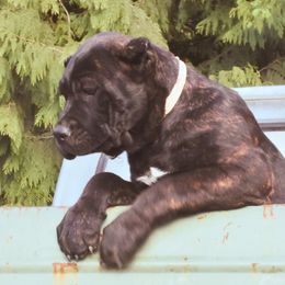 Bella - Black brindle Cane Corso puppy in Arlington, Washington from Folkvar Cane Corso