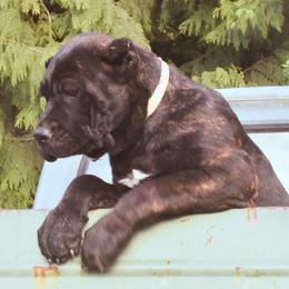 Bella - Black brindle Cane Corso puppy in Arlington, Washington from Folkvar Cane Corso
