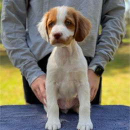 Mint Boy - Orange and white male Brittany puppy in Milner, Georgia from Hi-Hope Kennel