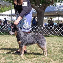 Peyton - Australian Cattle Dog