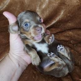 PESTO - Fawn (isabella) and tan female Dachshund puppy in Swink, Oklahoma from Palali Farm