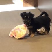 Boerboel, Shorkie, and Toy Australian Shepherd Puppies from SATA Kennels