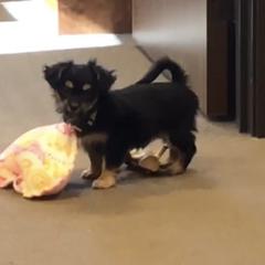 Boerboel, Shorkie, and Toy Australian Shepherd Puppies from SATA Kennels